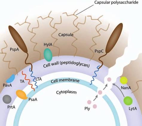 Pneumococcus-S-vs-R-structure.jpg