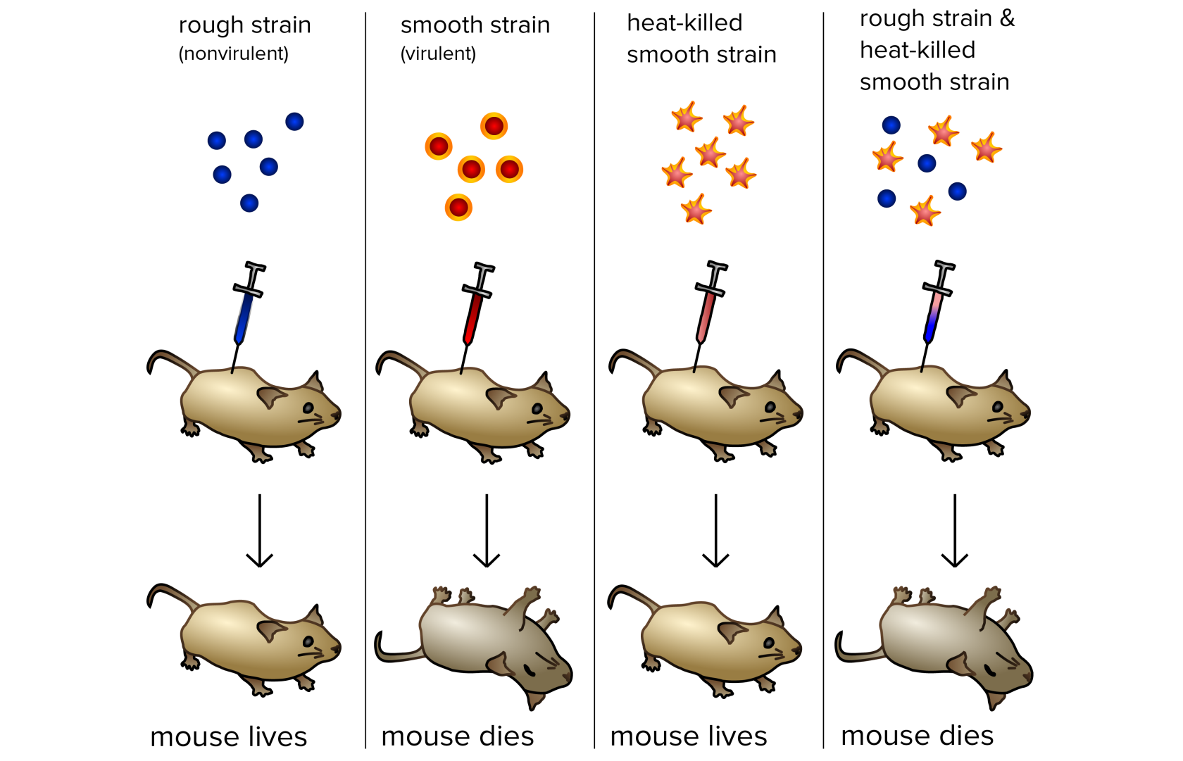 Avery-1944-Experiment-Diagram.png