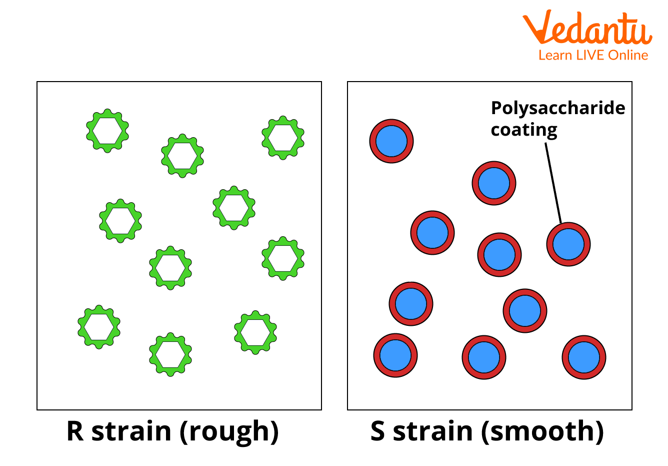 Griffith-1928-S-vs-R-colonies.png